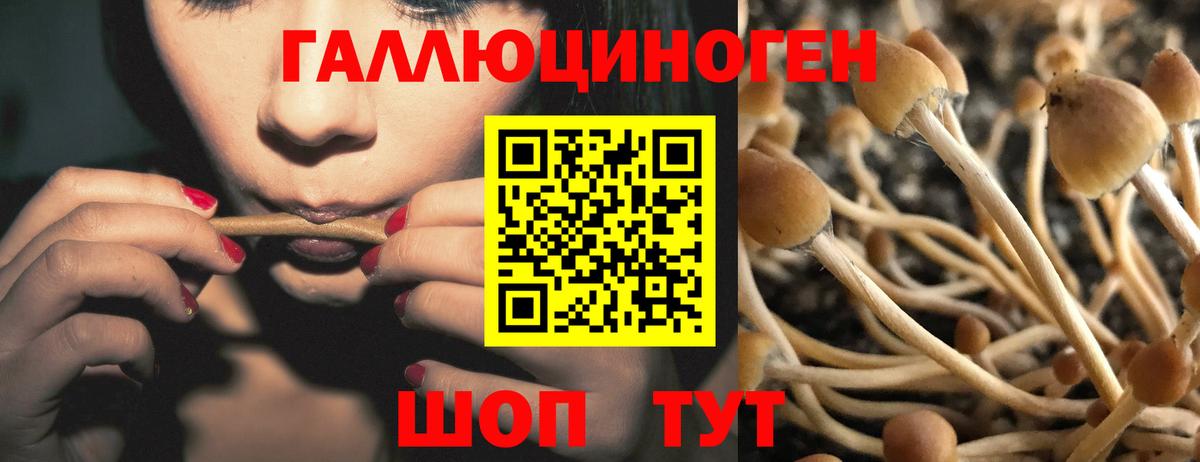 Обь  Псилоцибиновые грибы Psilocybine cubensis  Вход с VPN  Псилоцибиновые грибы прущие грибы 